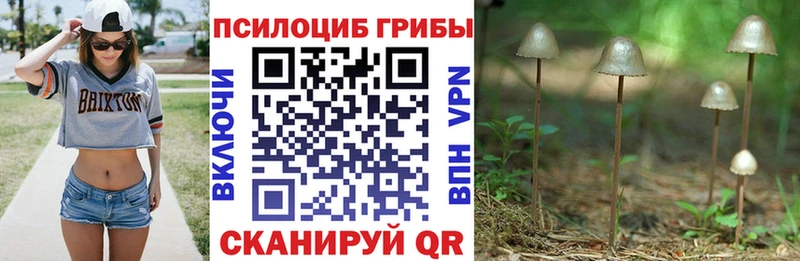 Купить где  Камбарка  Галлюциногенные грибы Cubensis 